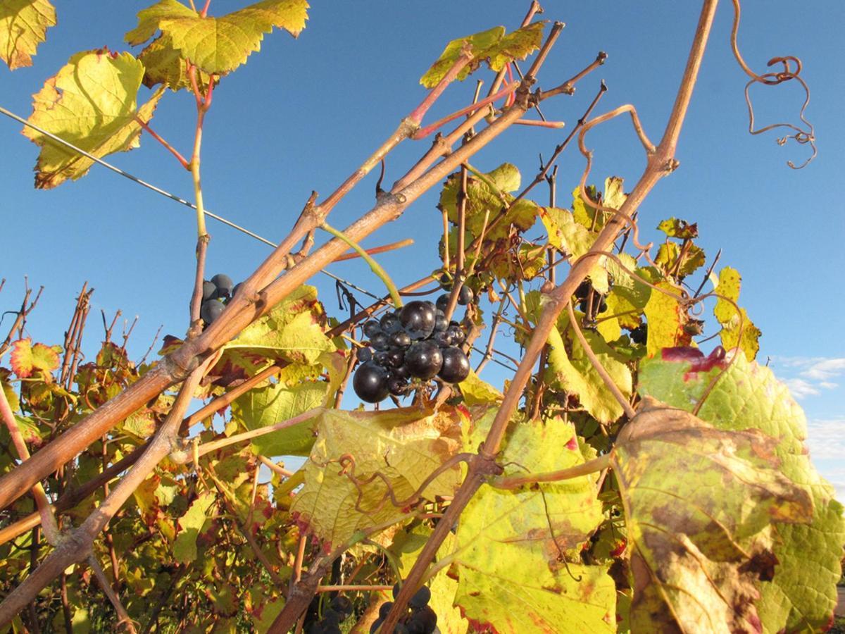 Le Richebourg - Charmant T2 Cosy, Tout Confort Gevrey-Chambertin Exterior photo
